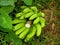 Green Ambon Bananas after being picked from the tree