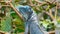 Green american iguana blue morph