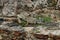 Green American Iguana sitting among the rocks