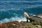 Green American Iguana standing on the cliff rock with blue sea water as a background