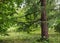 Green american larch in the forest