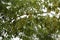 Green American maple seeds ripen on the tree in summer