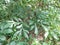 Green Amorphophallus paeoniifolius suweg, porang, elephant foot yam, whitespot giant arum with a natural background