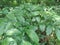 Green Amorphophallus paeoniifolius suweg, porang, elephant foot yam, whitespot giant arum with a natural background