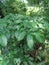 Green Amorphophallus paeoniifolius suweg, porang, elephant foot yam, whitespot giant arum with a natural background