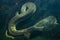 Green anaconda (Eunectes murinus).