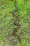 Green anaconda (Eunectes murinus)