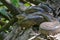 Green Anaconda - Eunectes murinus - Cuyabeno Wildlife Reserve, Amazonia, Ecuador