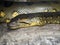 Green anaconda, Eunectes murinus, is the most powerful snake