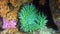 Green anemone on background seabed underwater in ocean of Alaska.