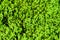 Green Angel Tear Plant Or Pollyanna Vine (Soleirolia Soleirolii Urticaceae)