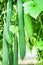 Green angled gourd or Luffa acutangula roxb.group hanging in organic vegetable farm , natural patterns background