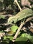 Green animal chameleon on the tree in nature