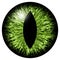 Green animal eye iris macro illustration