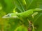 Green Anole