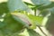 Green Anole