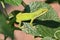 Green Anole