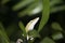 Green Anole Anolis carolinensis Closeup