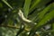 Green anole Anolis carolinensis Detail on a Coontie Bush