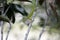 Green Anole Anolis carolinensis Showing Pink Dewlap Display in Florida