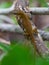 Green Anole on a Branch