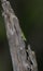 Green Anole Lizaerd anolis carolinensis sunning on dead tree snag