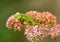 Green Anole Lizard