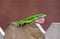 Green Anole lizard (Anolis carolinensis)