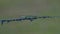 Green anole lizard (Anolis carolinensis) crawling across barbed wire spikes while looking at camera; Florida native