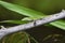 Green Anole lizard on a branch at Donnelley WMA, South Carolina, USA