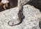 Green Anole lizard in brown color while basking on a rock on a cold day