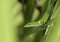 Green Anole lizard in palmetto