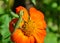 Green Anole lizard preying on a flower