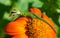 Green Anole lizard preying on sunflower