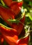 Green Anole Lizard on Red Tropical Plant