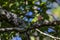 Green anole lizard resting on a tree limb