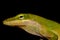 Green Anole Lizard silhouetted against black background