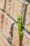 Green anole lizard on wall