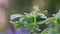 Green anole on a plant in a Texas garden.