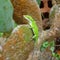 Green anole and prickly pear