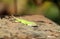 Green anole scientifically known as Anolis Carolinensis