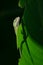 Green Anole and Shadow on Ragged Leaf