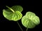 Green Anthurium