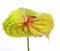 Green Anthurium