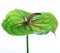 Green Anthurium