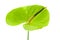 Green Anthurium,