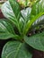 The green Anthurium Schlechtendalii