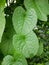 Green antigonon leptopus leaves