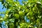 Green Antonovka apples grow on a branch on a Sunny day