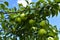 Green Antonovka apples grow on a branch on a Sunny day